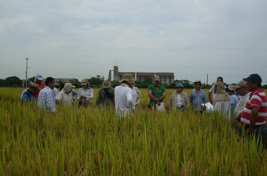 Taller de Selección de Arroz para la Zona Tropical