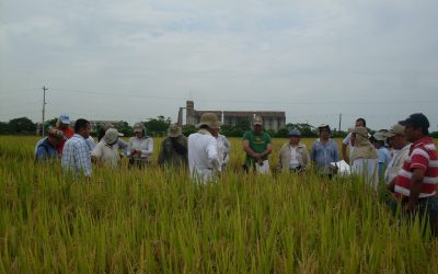 Taller de Selección de Arroz para la Zona Tropical