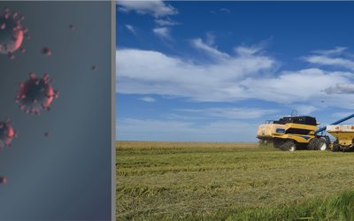 Efecto de la pandemia de la COVID-19 en el sector arrocero de América Latina: Análisis situacional y perspectivas