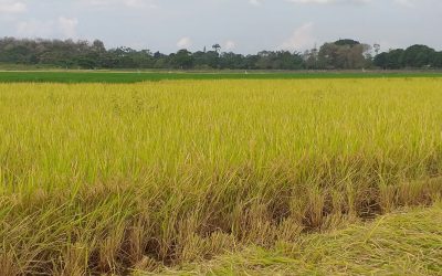 INIAP FL Élite: Un nuevo aporte a la competitividad del sector arrocero ecuatoriano