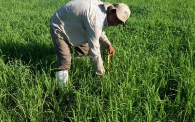 ANAR inicia el «Programa acelerado de transferencia de tecnología, con énfasis en el manejo agronómico de precisión del cultivo del arroz»