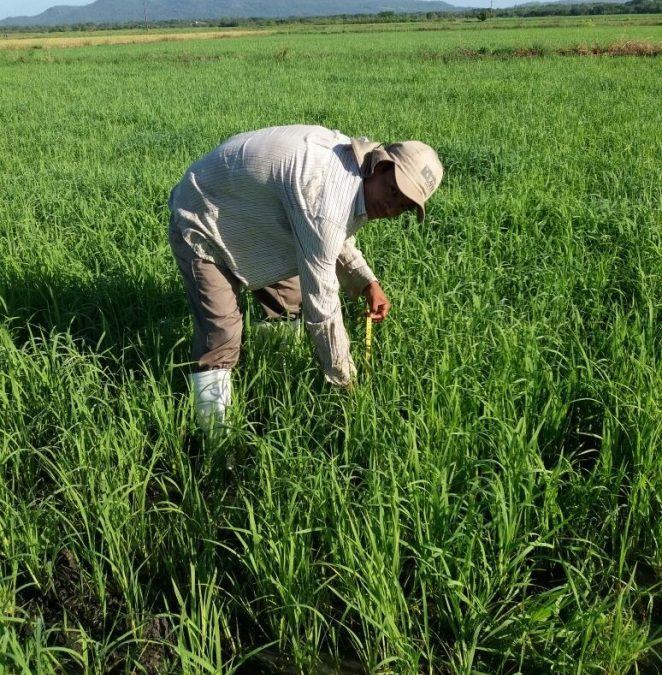 ANAR inicia el “Programa acelerado de transferencia de tecnología, con énfasis en el manejo agronómico de precisión del cultivo del arroz”