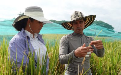 Capacitación en Mejoramiento de Arroz: Visita de Yinara Castillo de Conagro Semillas al FLAR