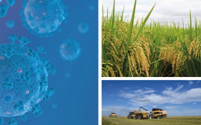 La pandemia del COVID-19: Una oportunidad para el sector arrocero de América Latina