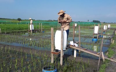 Resolviendo el rompecabezas de las emisiones de gases de efecto invernadero en el cultivo del arroz