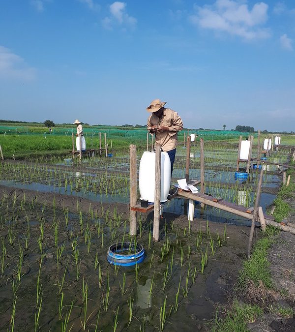 Resolviendo el rompecabezas de las emisiones de gases de efecto invernadero en el cultivo del arroz