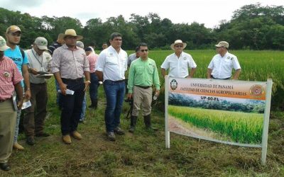 Universidad de Panamá libera nueva variedad de arroz