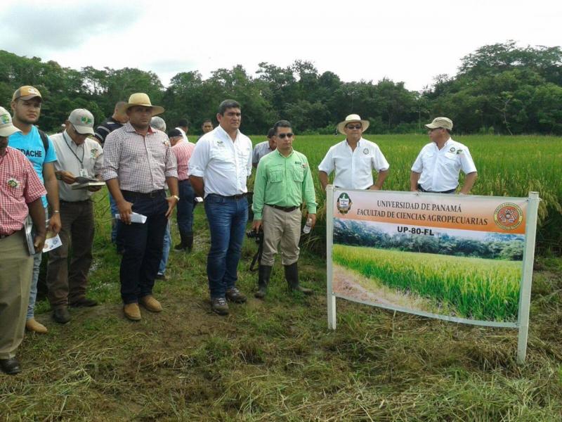 Universidad de Panamá libera nueva variedad de arroz