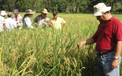 Gira de observación y evaluación de Burkholderia en Centroamérica