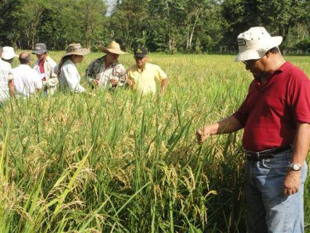 Gira de observación y evaluación de Burkholderia en Centroamérica