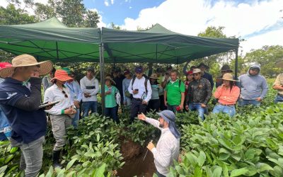 Avances del proyecto de rotación arroz-soya en Colombia