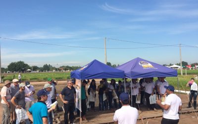 Apertura Oficial de la Cosecha de Arroz en Brasil