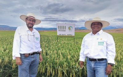 HP104FL – Nopal: Crece el abanico de alternativas varietales para la Costa y Trópico peruanos