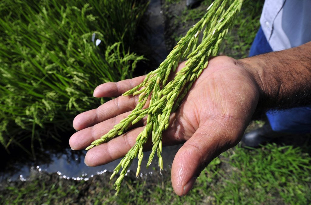 Sostenibilidad práctica: Reconciliando las perspectivas en arroz de los investigadores e involucrados