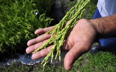 Sostenibilidad práctica: Reconciliando las perspectivas en arroz de los investigadores e involucrados