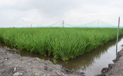 El FLAR cambia de escenario para optimizar su programa de fitomejoramiento