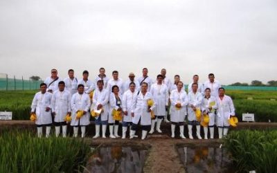 Mejoradores de arroz se reunieron en Perú