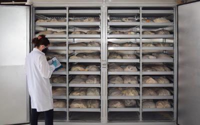 Secador de bandejas: Mejorando del proceso de poscosecha en el FLAR