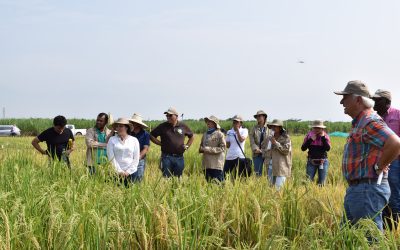 Día de campo sobre híbridos