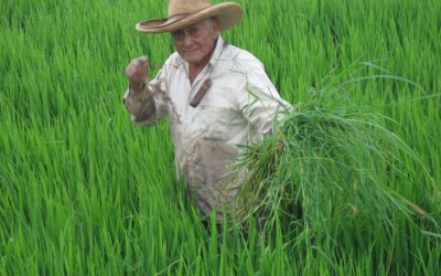 Presentan nueva variedad para cultivo de arroz en Nicaragua