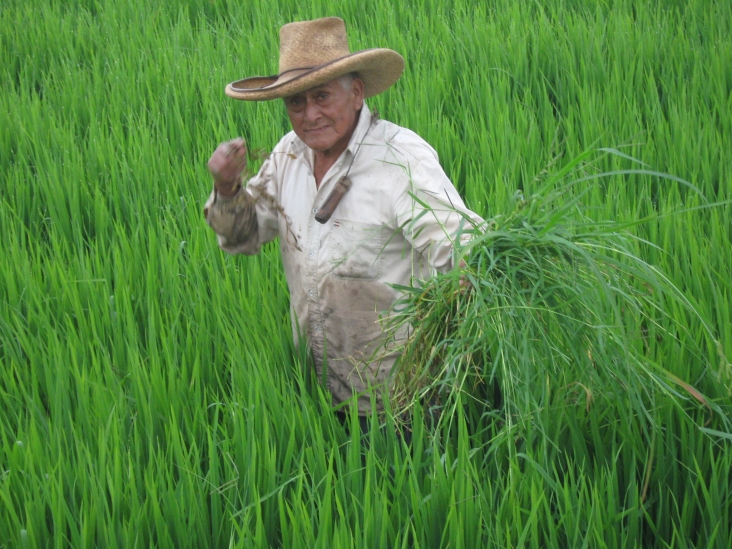 Presentan nueva variedad para cultivo de arroz en Nicaragua