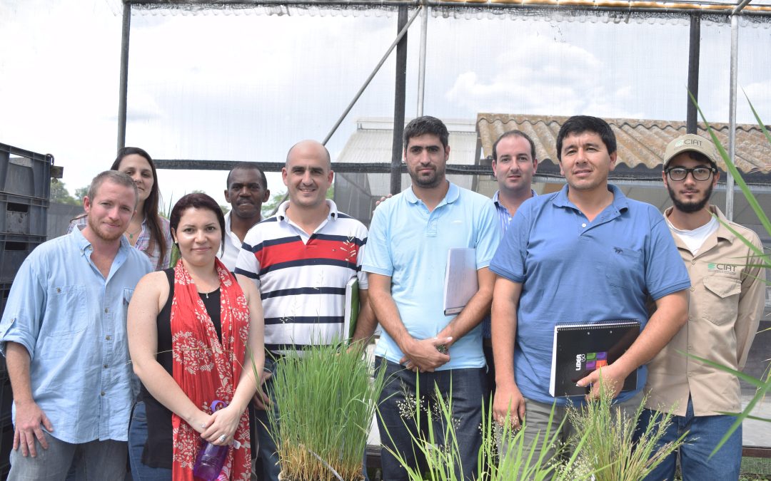 Técnicos argentinos reciben capacitación en híbridos de arroz