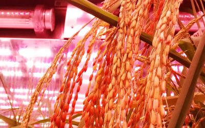 Cámara de crecimiento: Nueva adquisición para nuevas soluciones