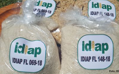 Ya son 76 en América Latina: El IDIAP libera dos nuevas variedades de origen FLAR en Panamá