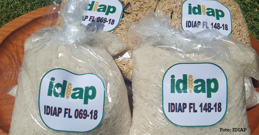 Ya son 76 en América Latina: El IDIAP libera dos nuevas variedades de origen FLAR en Panamá