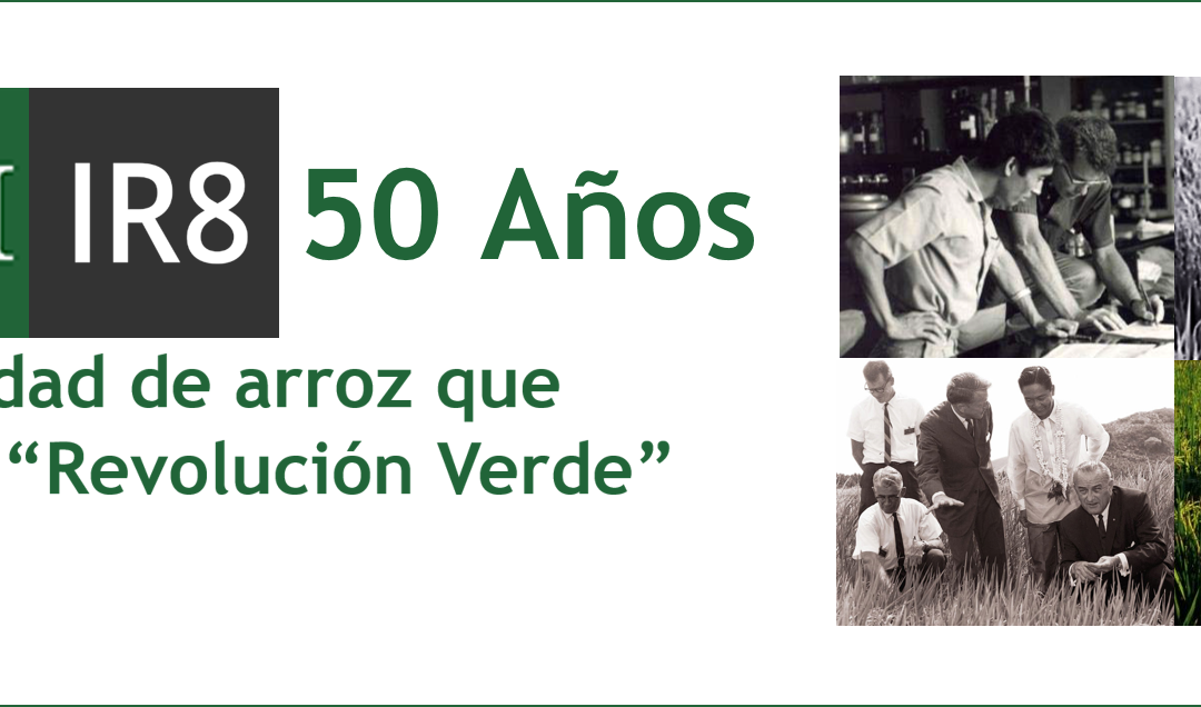 IR8: La variedad de arroz que inició la “Revolución Verde”