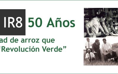 IR8: La variedad de arroz que inició la «Revolución Verde»