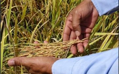 Asoportuguesa-Venezuela evalúa nuevas variedades de semillas de arroz