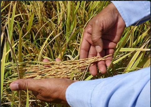 Asoportuguesa-Venezuela evalúa nuevas variedades de semillas de arroz