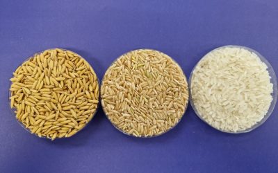 JASPE FL INIA: Un ‘salvavidas’ para los productores arroceros en Chile