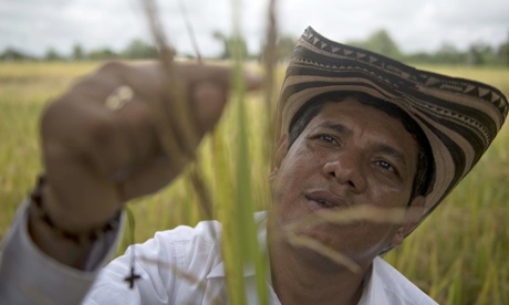 rice growing in Colombia