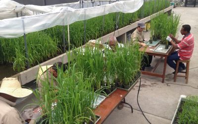 Apoyo en investigación del INIA-Uruguay sobre añublo de la vaina en la sede del FLAR en Colombia