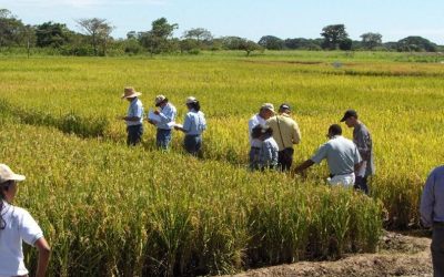 Cuatro nuevas variedades para el renacer de la producción arrocera en Venezuela
