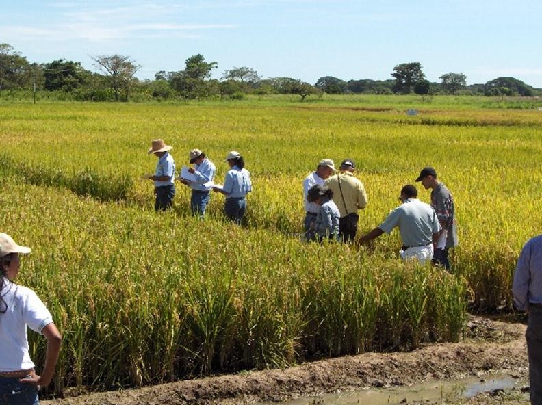 Cuatro nuevas variedades para el renacer de la producción arrocera en Venezuela