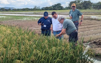Semillas para una producción más eficiente: Diagnóstico para optimizar el uso de semillas certificadas en Panamá