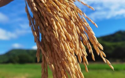 New Variety of Fortaleza FL Rice Seeks to Strengthen National Production in Costa Rica
