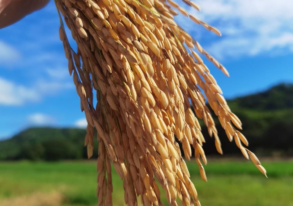 New Variety of Fortaleza FL Rice Seeks to Strengthen National Production in Costa Rica