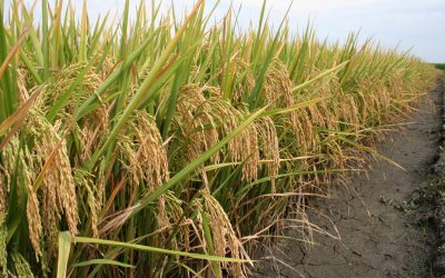 Panama to strengthen its certified rice seed system